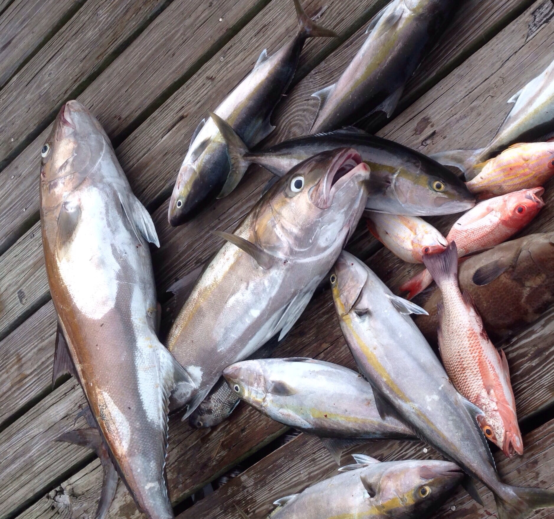 florida fishing charters catch of the day