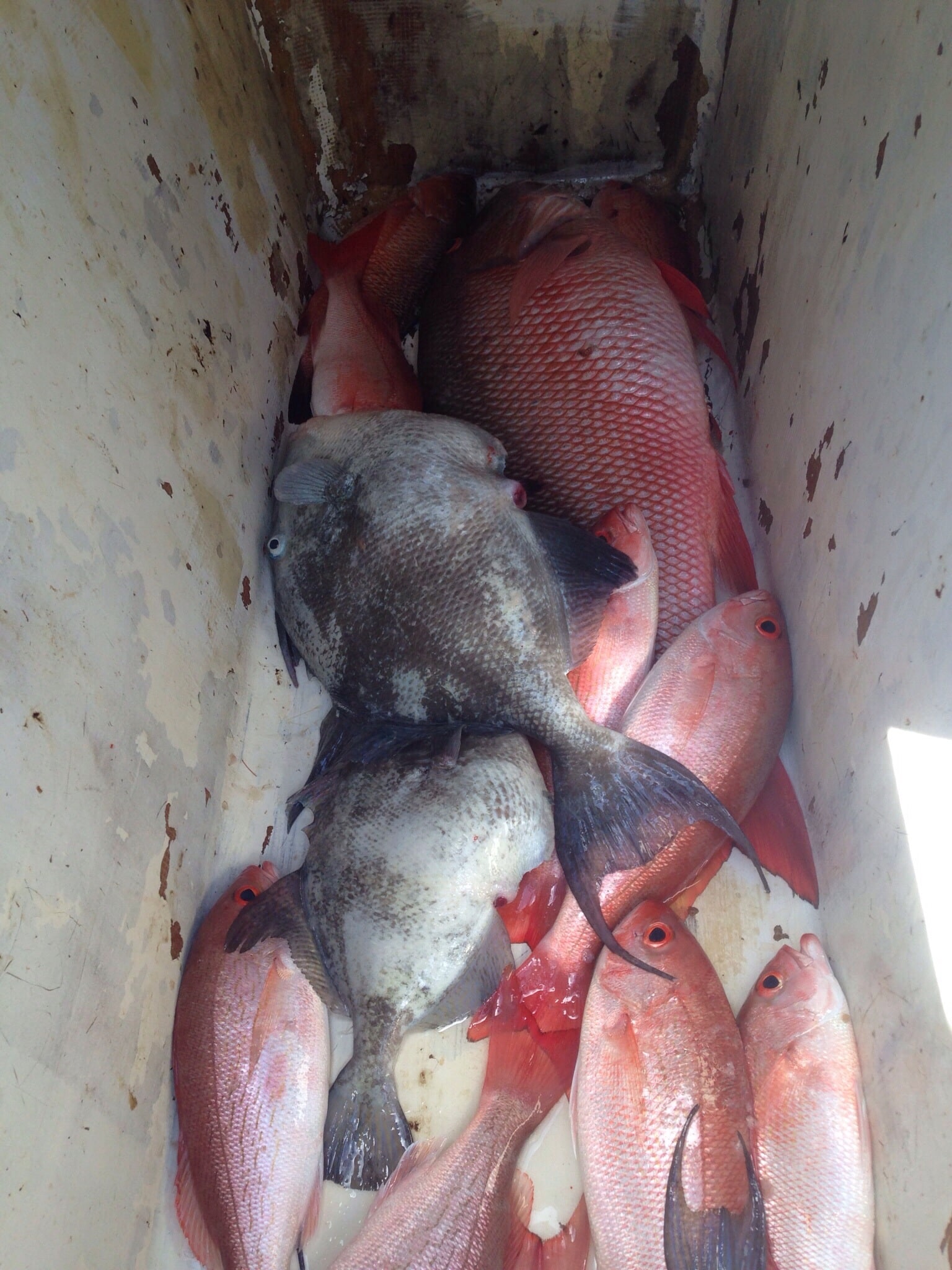 florida fishing charters fish snapper