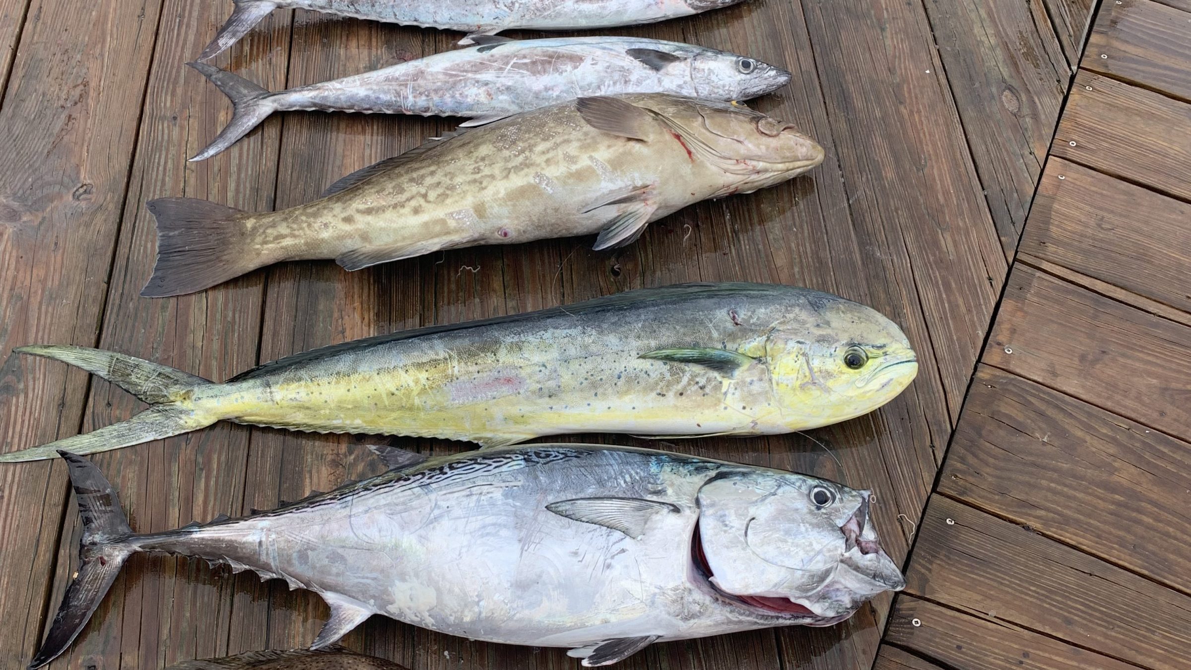 Ten fish of various sizes arranged on a wooden dock next to water.