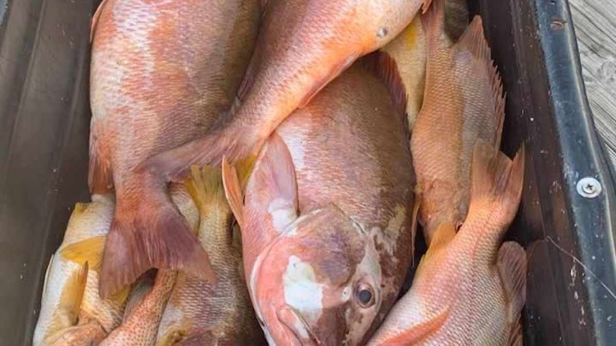 A pile of orange and brown fish in a black container on a wooden surface.