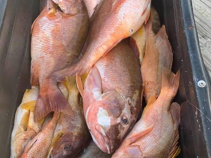 A pile of orange and brown fish in a black container on a wooden surface.