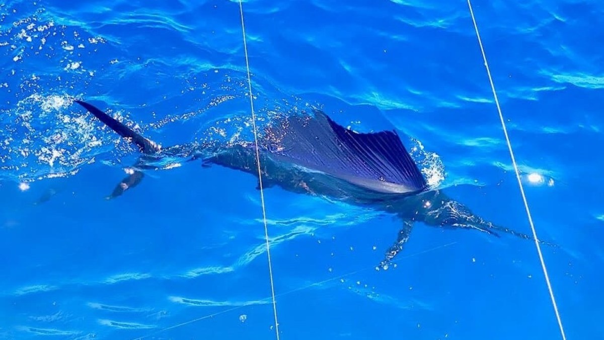 Sailfish swimming in bright blue ocean with dorsal fin above water.