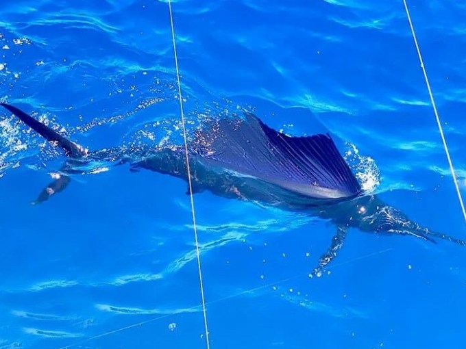 Sailfish swimming in bright blue ocean with dorsal fin above water.