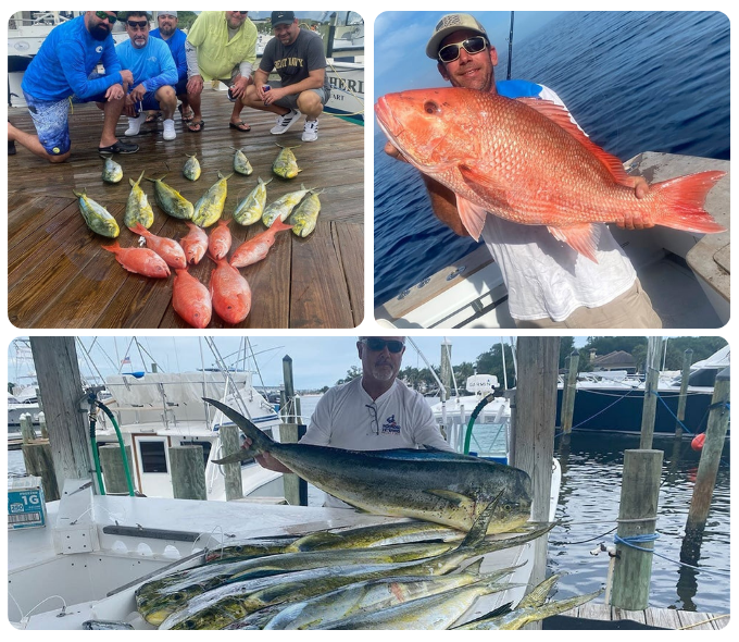 Collage of fishermen with catches: group by fish, man with red fish, person with large fish at docks.