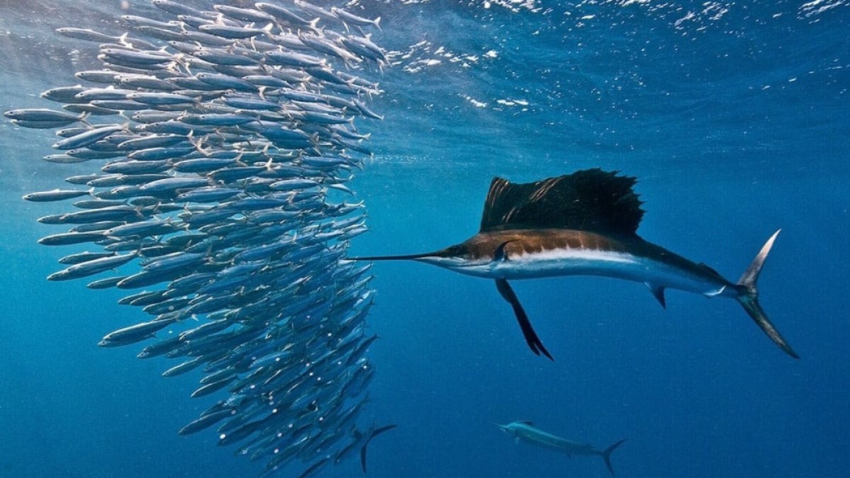 Sailfish swimming near a school of fish in clear blue ocean water.