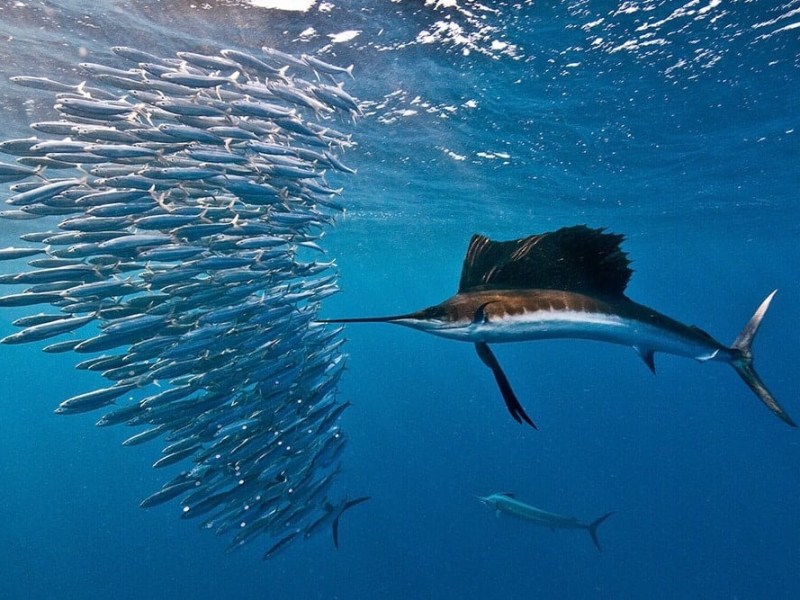 Sailfish swimming near a school of fish in clear blue ocean water.