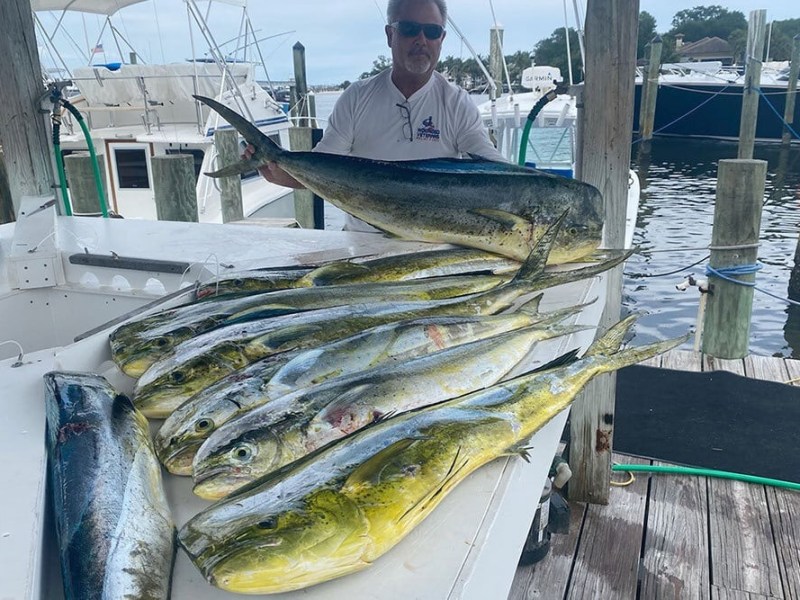 Person showcasing a large catch of mahi-mahi fish on a docked boat.