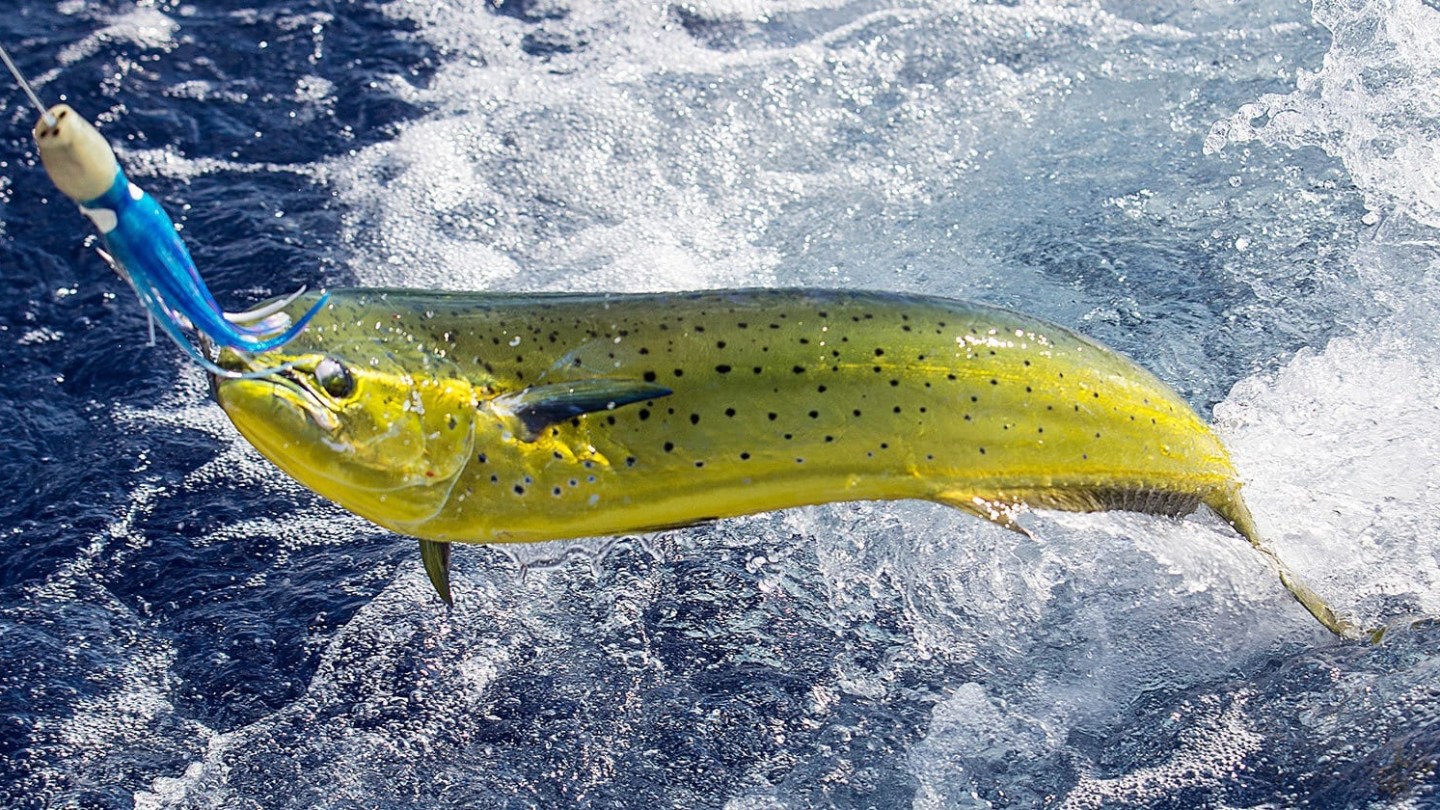 A fish jumping from water while caught on a fishing line with blue lure.