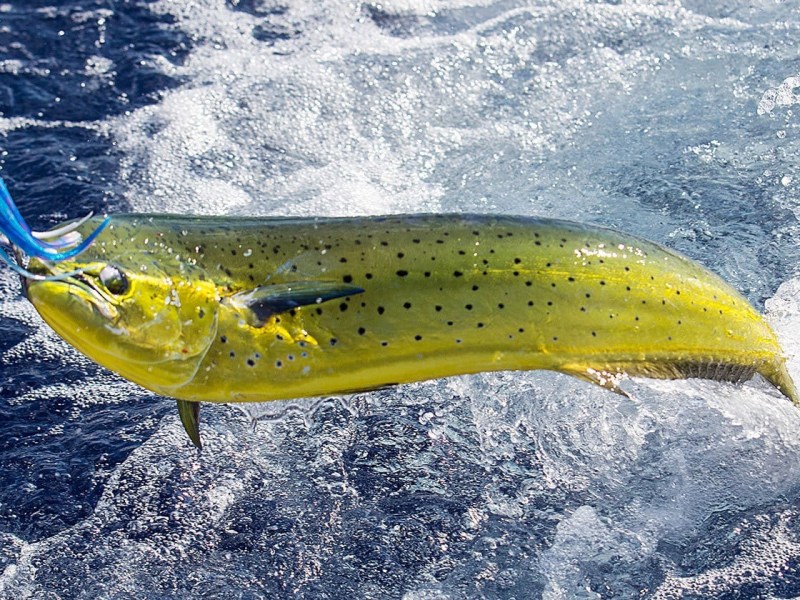 A fish jumping from water while caught on a fishing line with blue lure.