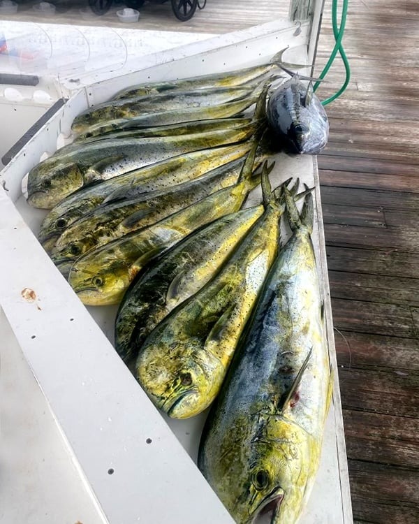 Eleven freshly caught fish including tuna on a dockside cleaning table.
