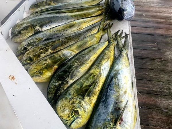 Eleven freshly caught fish including tuna on a dockside cleaning table.